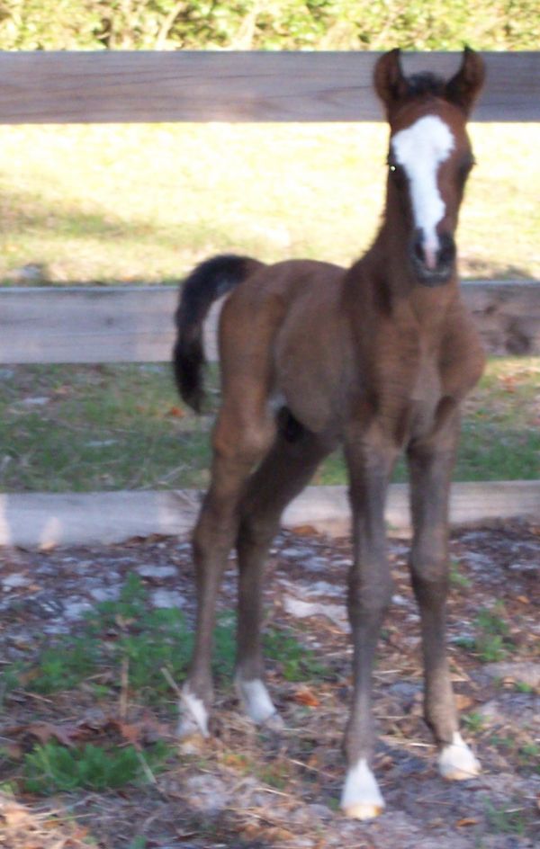 Breeding Straight Egyptian and Half- Arabians for A rated shows and