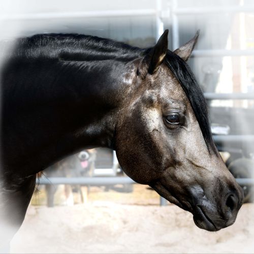 Buckskin Quarter Horse Stallion for Sale in Colorado