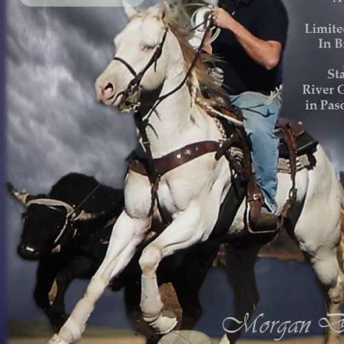 Perlino Quarter Horse Stallion for Sale in California