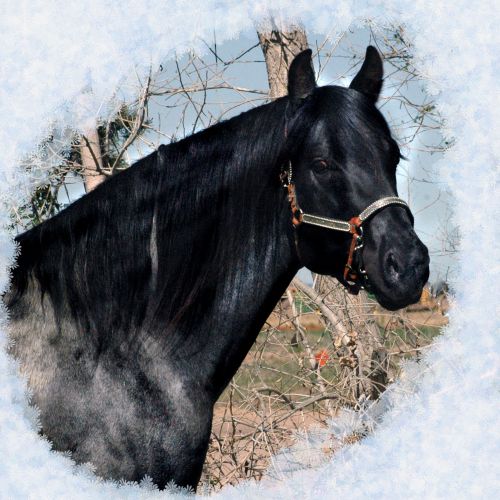 Blue Roan Quarter Horse Stallion for Sale in Colorado